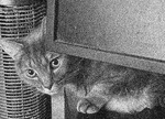 A thumbnail of an image of baxter looking out from behind a computer monitor.