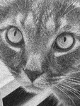 A thumbnail of an image of baxter looking at the camera.