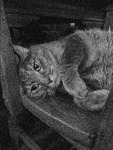 A thumbnail of an image of baxter laying on a wooden chair with a thinking or curious look towards the camera.